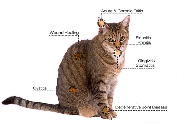 Cat_diagram_Reduced